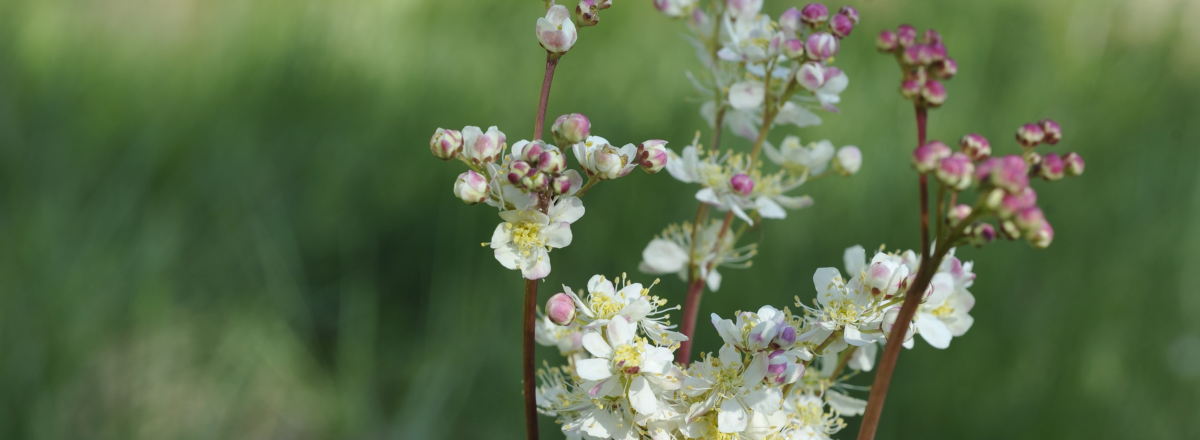 Filipendula ulmaria